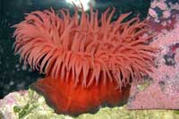 See all pictures for Actinia equina