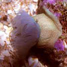 See all pictures for Actinia fragacea