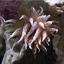 See all pictures for Aiptasia mutabilis
