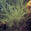 See all pictures for Antipathes caribbeana