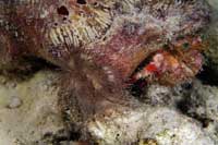 See all pictures for Calliactis tricolor