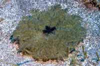 See all pictures for Cassiopea frondosa
