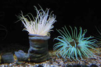 See all pictures for Cerianthus membranaceus