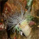 See all pictures for Cerianthus sp