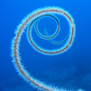 See all pictures for Cirrhipathes lutkeni