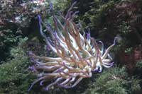 See all pictures for Condylactis gigantea
