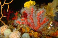 See all pictures for Corallium rubrum
