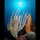 See all pictures for Eunicella singularis