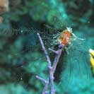 See all pictures for Gymnangium speciosum