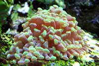 See all pictures for Lebrunia coralligens