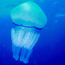 See all pictures for Rhizostoma pulmo