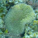 See all pictures for Stichodactyla helianthus
