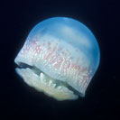 See all pictures for Stomolophus meleagris